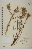 細葉山艾藏品圖，第1張