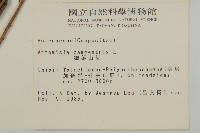 細葉山艾藏品圖，第2張