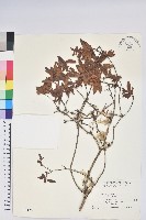 紅毛杜鵑藏品圖，第1張