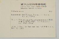 大丁黃藏品圖，第2張