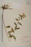 山白蘭藏品圖，第1張