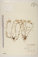 鼠麴舅藏品圖，第1張