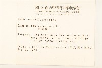 鼠麴舅藏品圖，第2張