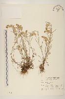 鼠麴舅藏品圖，第1張