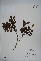 圓葉冬青藏品圖，第1張