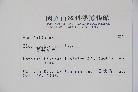 圓葉冬青藏品圖，第2張