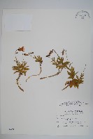 玉山沙參藏品圖，第1張