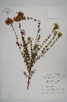 臺灣糯米條藏品圖，第1張