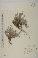 尼泊爾籟簫藏品圖，第1張