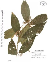 杜虹花，台灣紫珠藏品圖，第1張