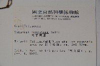 呂宋莢迷藏品圖，第2張