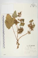 蒼耳藏品圖，第1張