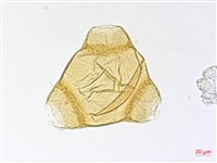 待宵草藏品圖，第2張