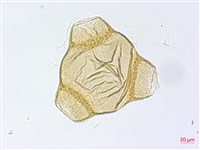 待宵草藏品圖，第4張