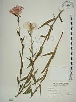 待宵草藏品圖，第1張