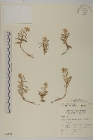 玉山抱莖籟簫藏品圖，第1張