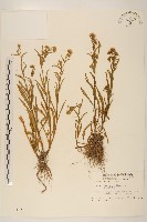 福山氏飛蓬藏品圖，第1張