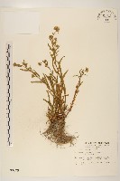 福山氏飛蓬藏品圖，第1張