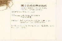 福山氏飛蓬藏品圖，第2張