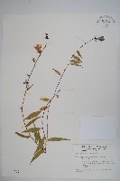 玉山沙參藏品圖，第1張