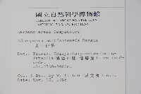 玉山沙參藏品圖，第2張