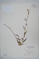 玉山沙參藏品圖，第1張