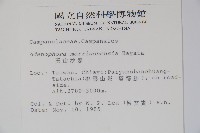 玉山沙參藏品圖，第2張