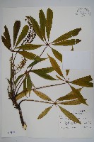 臺灣鵝掌柴藏品圖，第1張