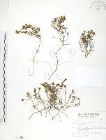 玉山金絲桃藏品圖，第1張