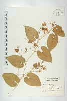 斑花青牛膽藏品圖，第1張