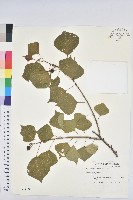 烏臼藏品圖，第1張