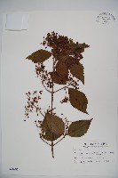 紅子莢迷藏品圖，第1張