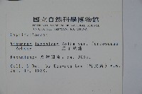 紅子莢迷藏品圖，第2張