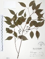 樟樹藏品圖，第1張