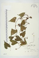 菜欒藤藏品圖，第1張