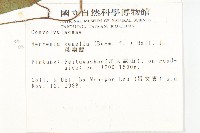 菜欒藤藏品圖，第2張