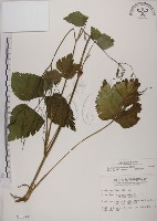 鴨兒芹藏品圖，第1張