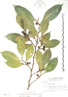 白肉榕藏品圖，第1張