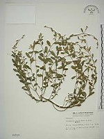 響鈴豆藏品圖，第1張