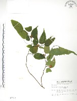 小構樹藏品圖，第1張