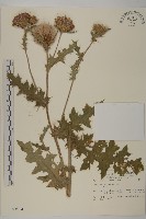 小薊藏品圖，第1張