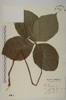 臺灣及己藏品圖，第1張