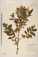 飛機草藏品圖，第1張