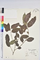 菲律賓饅頭果藏品圖，第1張