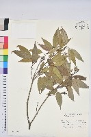 狹葉椆藏品圖，第1張