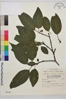 中原氏鼠李藏品圖，第1張