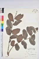 赤血仔藏品圖，第1張