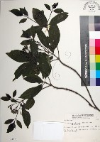 薄葉玉心花藏品圖，第1張