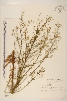 加拿大蓬藏品圖，第1張