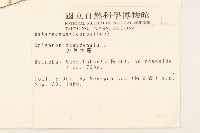 加拿大蓬藏品圖，第2張